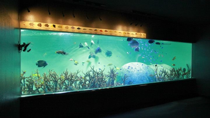 🐠 카사이 임해 수족원(카사이린카이스이조쿠엔) 이미지 7